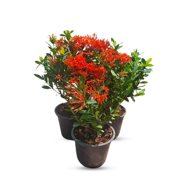 3 x Ixora Chinesis